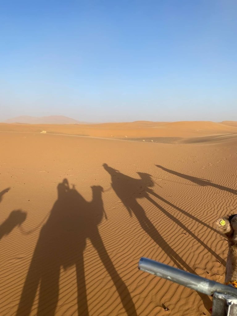 camel shadows on the sand dunes