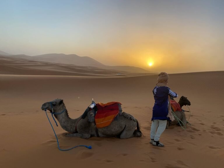 two camels and guide in the sahara at sunset