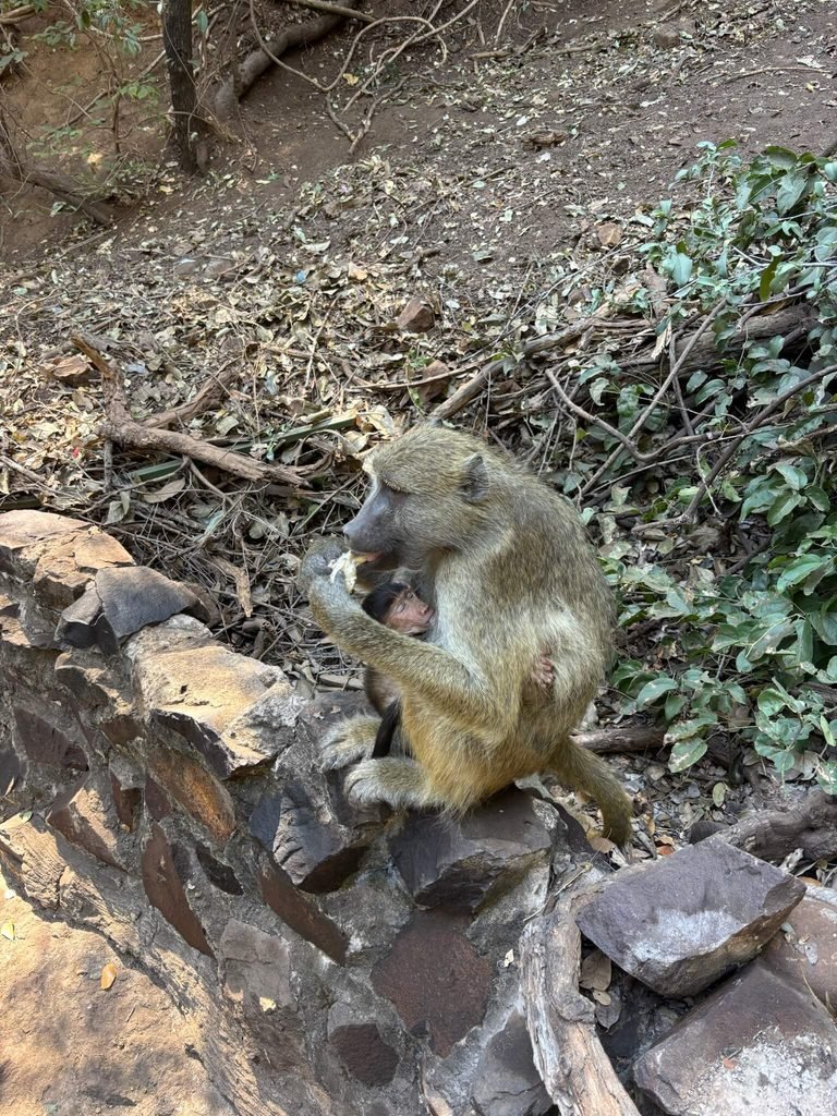 monkey