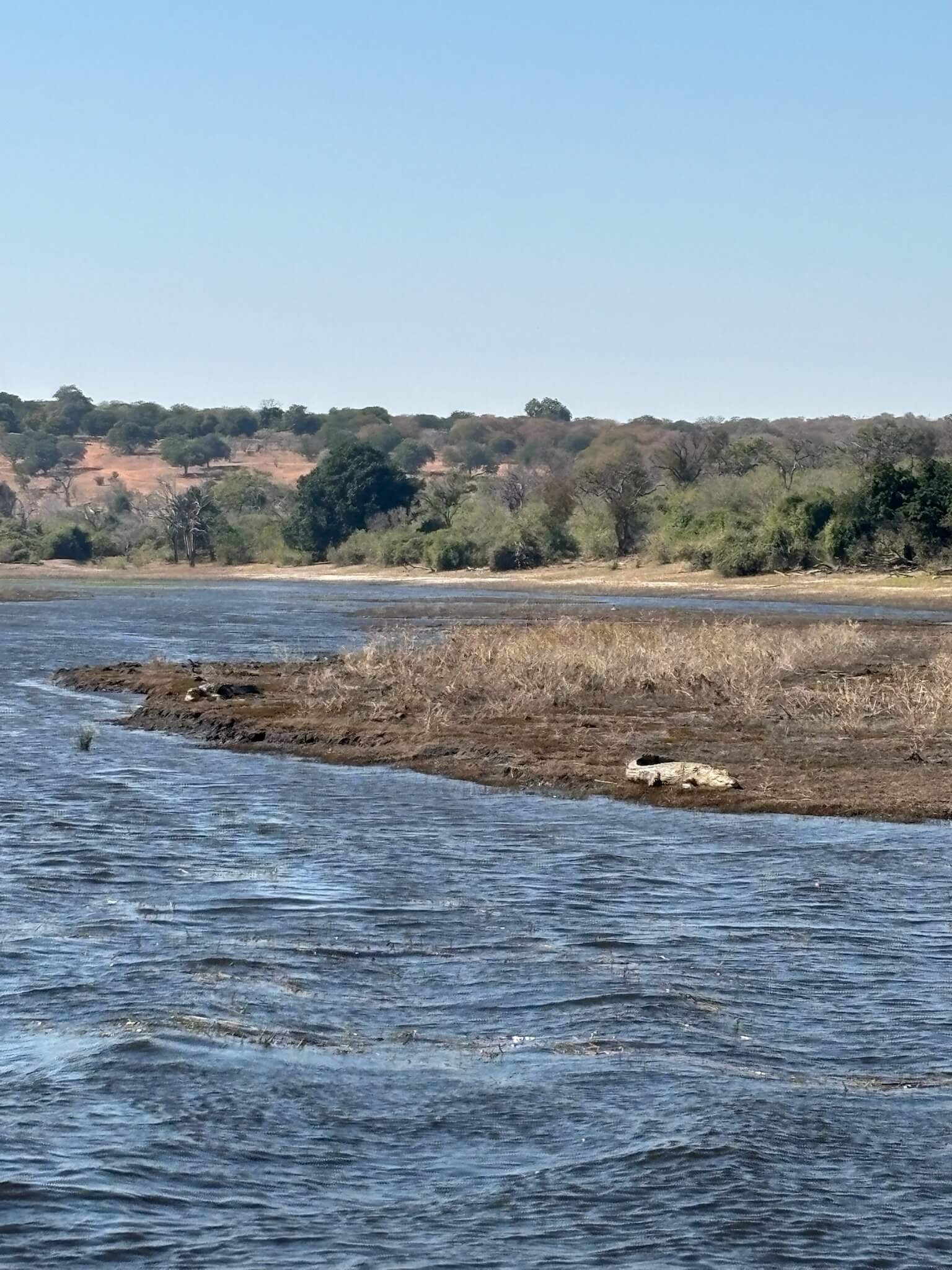 crocodile