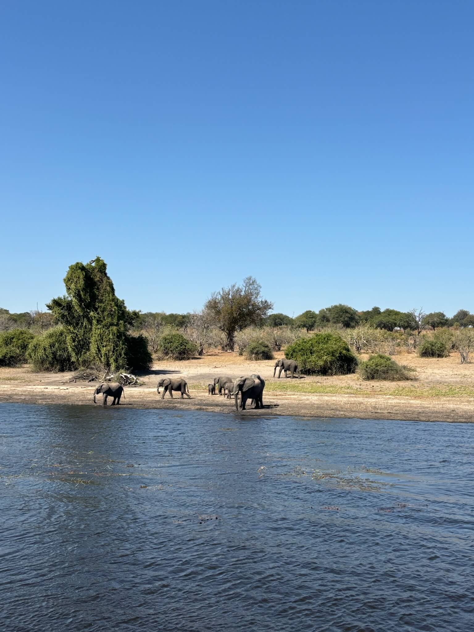 elephants