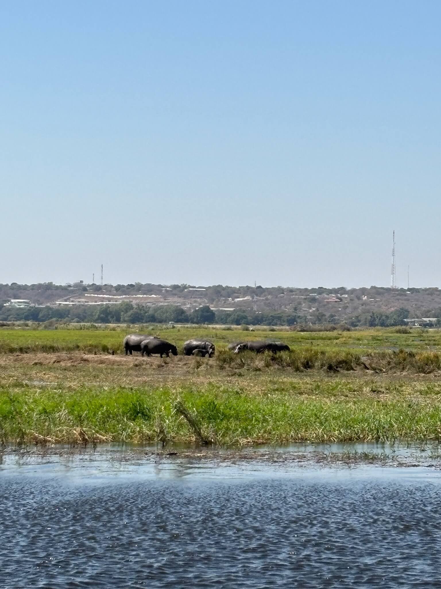 hippos