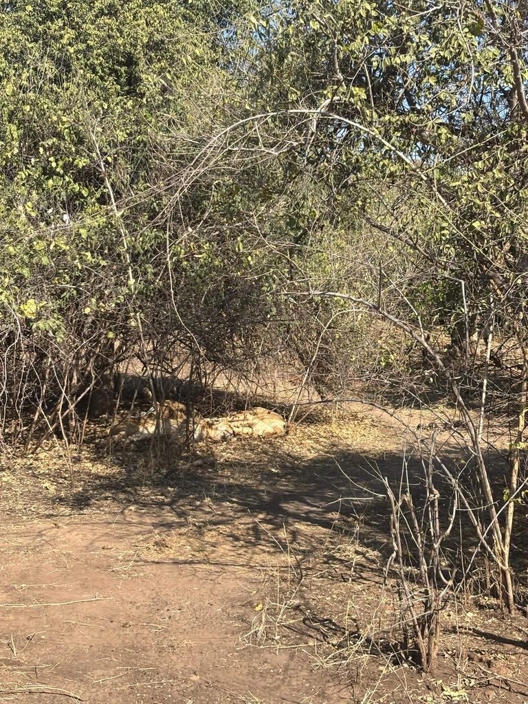 lions asleep under the bush