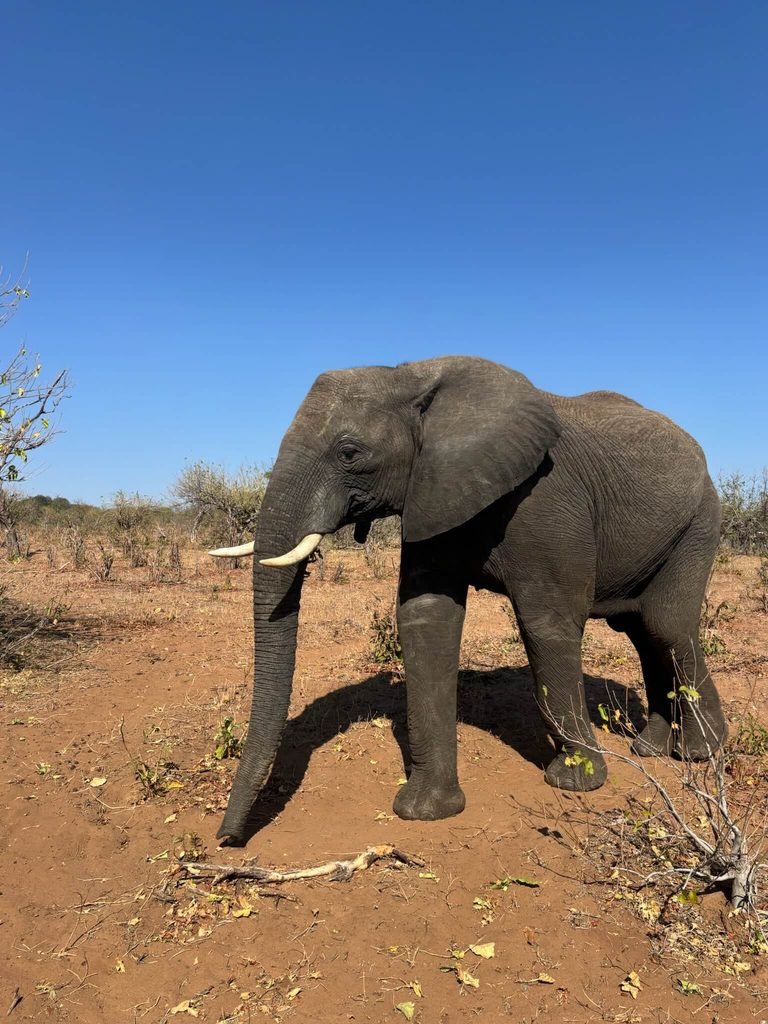 elephant