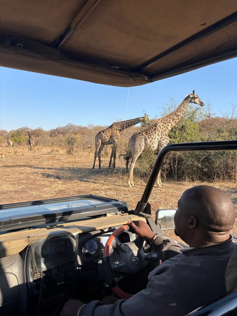 giraffes near the safari jeep
