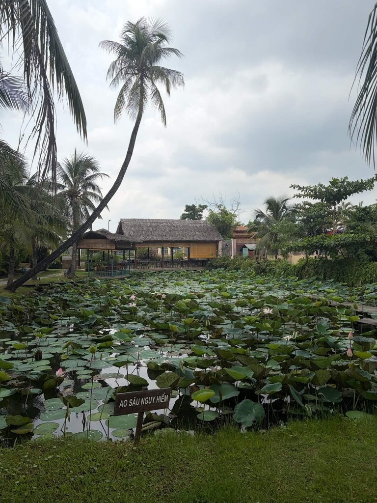 lunch by the lotus flowers