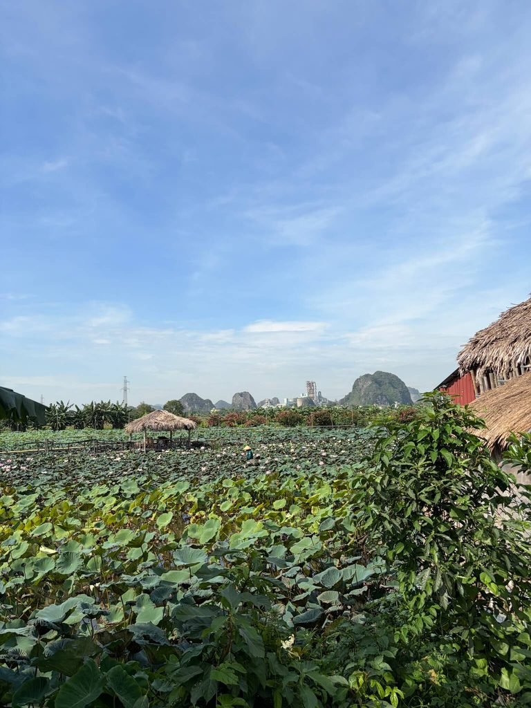 lotus flower field