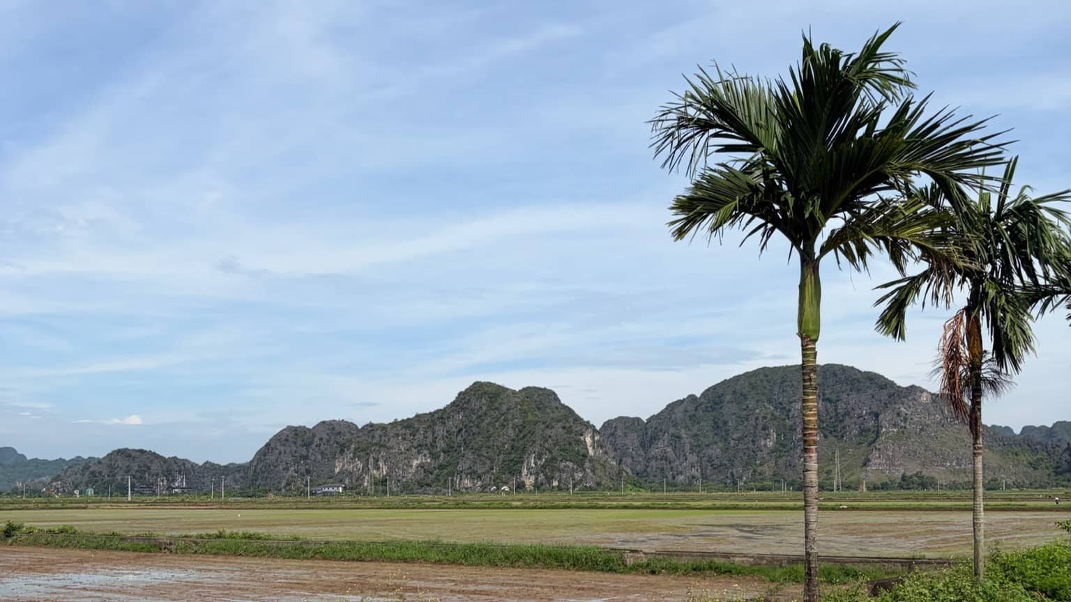 view of palm tree and paddy fields