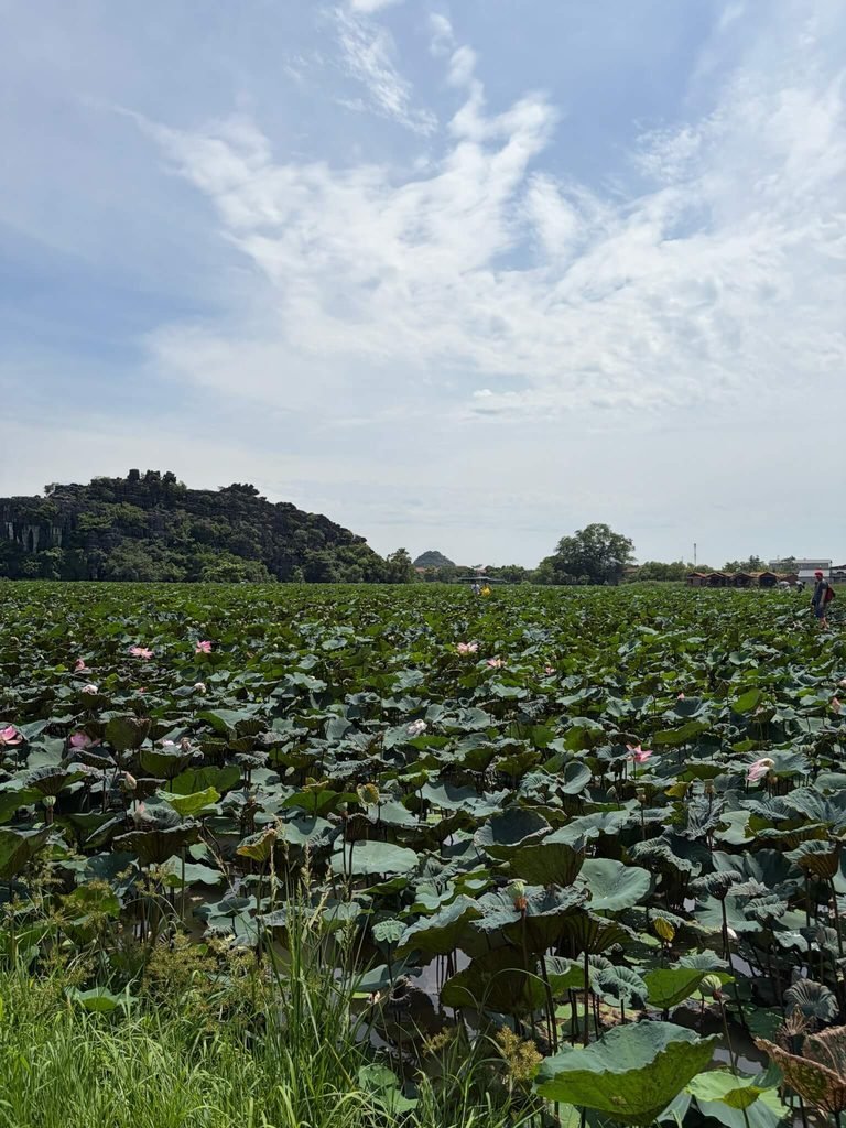 lotus flowers in bloom