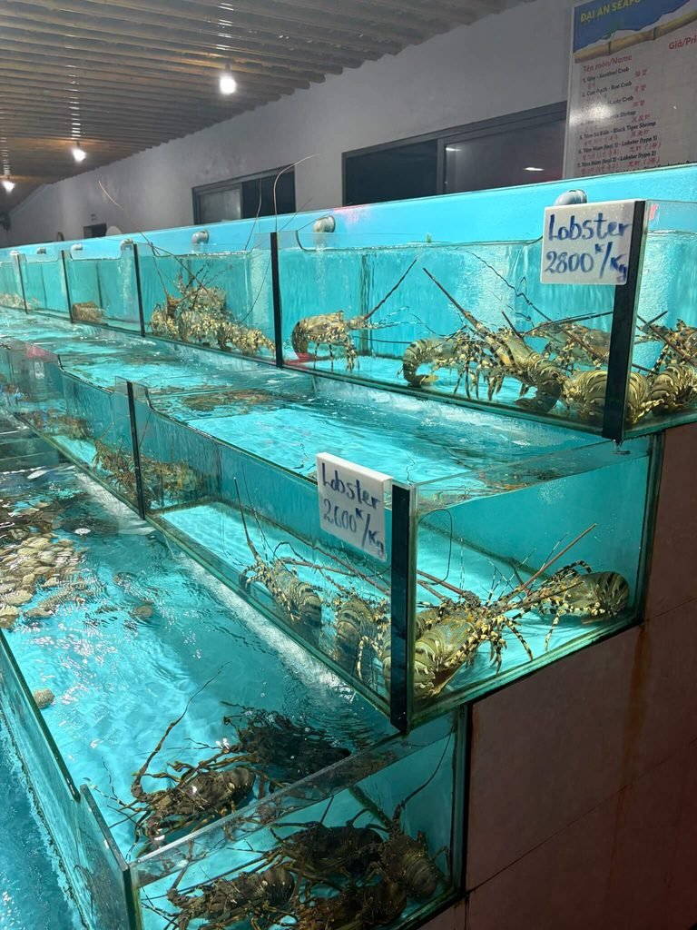 lobster in tanks