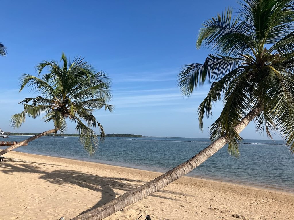 palm trees on sri lanka beach
