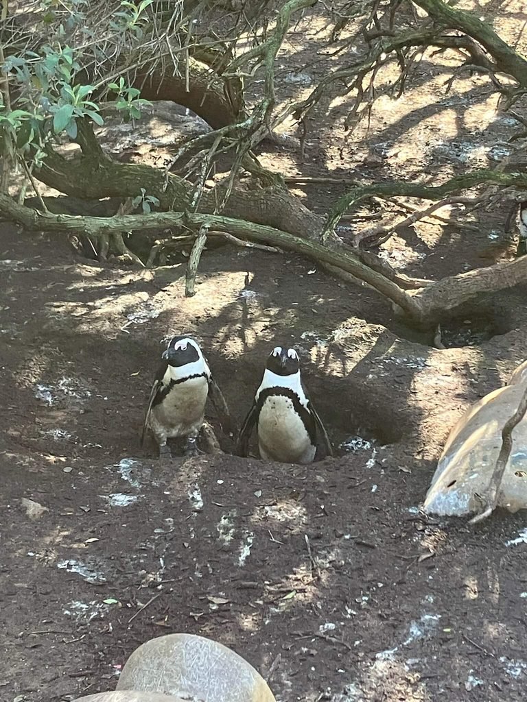 two penguins looking at the camera